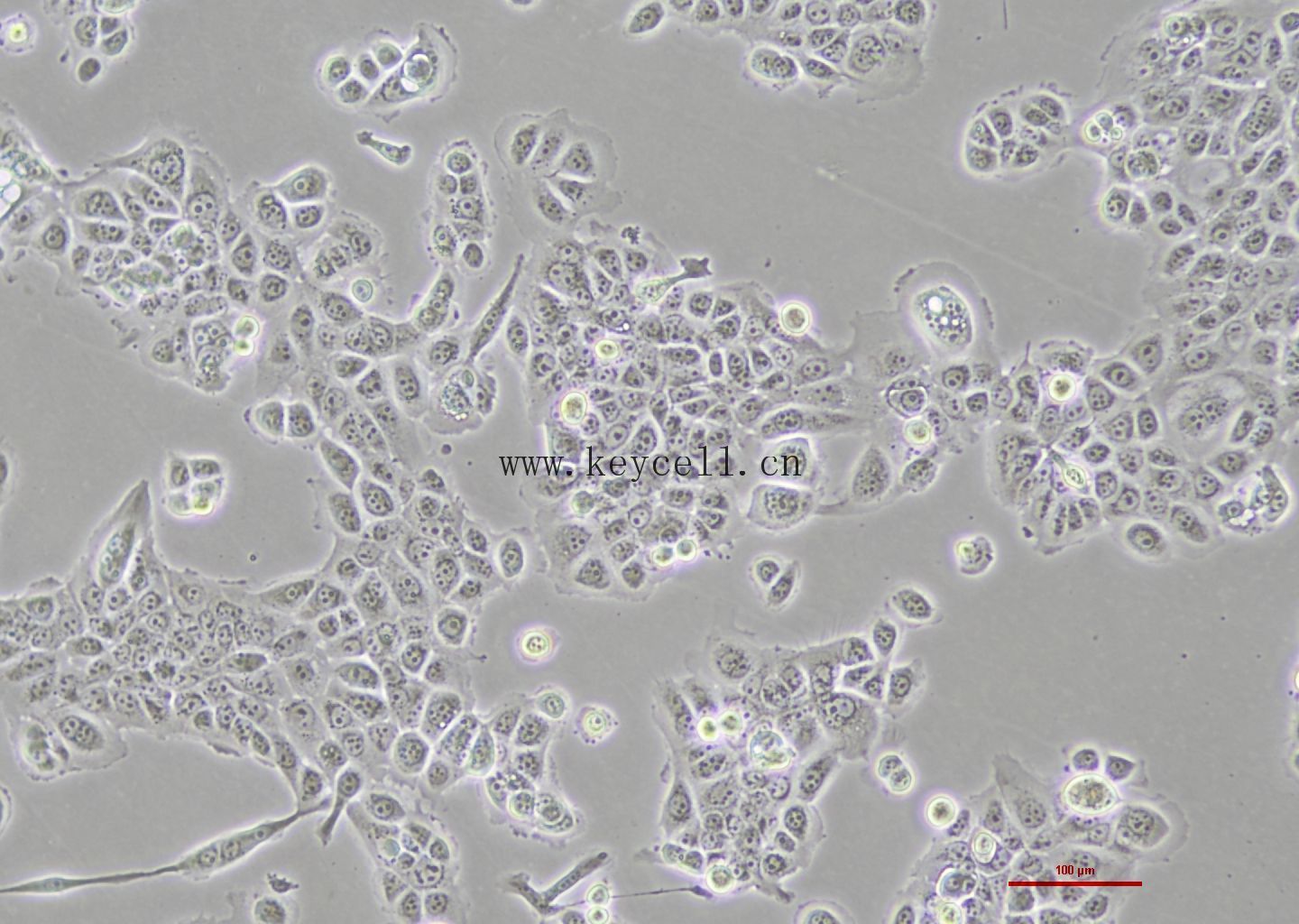 人乳腺癌细胞 JIMT-1（STR鉴定正确）_细胞系_细胞库_旗赛生物科技（武汉）有限公司